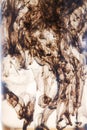 Abstract deepbrown figures of ink in water. Royalty Free Stock Photo