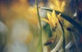Abstract defocused background with flower Gagea lutea or Yellow Star-of-Bethlehem