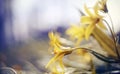 Abstract defocused background with flower Gagea lutea or Yellow Star-of-Bethlehem