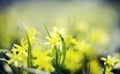 Abstract defocused background with flower Gagea lutea or Yellow Star-of-Bethlehem