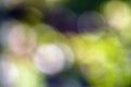 Abstract defocused background of tree, sky, light and sun shade Royalty Free Stock Photo