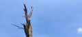 Dead Tree against blue sky background - stock photo Royalty Free Stock Photo