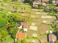 Aerial photo of plotted rice fields and coconut trees Royalty Free Stock Photo