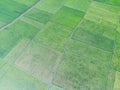 Aerial rice field, green and cool