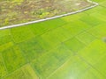 Aerial rice field, green and cool