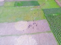 A herd of buffalo roaming over a rice field