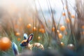 Abstract Defocused Easter Scene - Ears Bunny Behind Grass And Decorated Eggs In Flowery Field. Generative AI