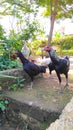 A flock of black and white chickens - stock photo