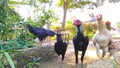 A flock of black and white chickens - stock photo