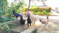 A flock of black and white chickens - stock photo