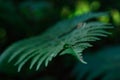 Abstract defocussed background with fern frond leaf