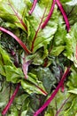 An abstract design of beet leaves and stems.