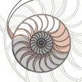 Abstract design featuring a spiraling nautilus shell pattern Royalty Free Stock Photo
