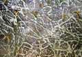 Abstract reptile skin window decorative craquelure texture surface