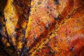 abstract detail of an autumn leaf of a tree Royalty Free Stock Photo