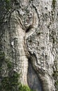 Abstract detail of the cracked trunk of an old spruce