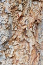 Abstract Detail of Flaking paper Bark Tree