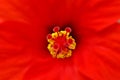 Abstract detail of a hibiscus flower - macro photography with very shallow depth of field Royalty Free Stock Photo