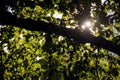 An abstract detail photograph of the sun shining through the green leaves Royalty Free Stock Photo