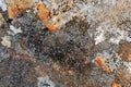 Abstract Detail of Rock Lichen Royalty Free Stock Photo