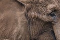 Abstract detail view of the front part of the side of an African elephant Loxodonta africana, as background, pattern or texture