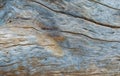 Abstract detailed image of weathered driftwood