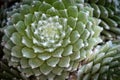 Green Succulent plant abstract details Royalty Free Stock Photo