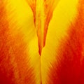 Abstract details of red, yellow and orange tulip flower petals in V shape under high magnification close-up macro photo
