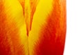 Abstract details of red, yellow and orange tulip flower petals in V shape under high magnification close-up. Royalty Free Stock Photo