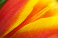 Abstract details of red, yellow and orange tulip flower under high magnification close-up macro photo with very shallow DOF Royalty Free Stock Photo