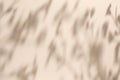 Shadow of leaves on solid beige wall texture background Royalty Free Stock Photo