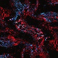Abstract digital artwork featuring a dynamic swirl of red, blue, and black pixelated