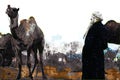 Abstract digital painting of camels in desert, camel fair in India illustration Royalty Free Stock Photo
