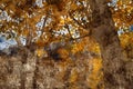 Abstract digital painting of trees in autumn, illustration of trees with yellow leaves for background Royalty Free Stock Photo