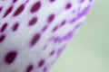 Abstract dotted floral wallpaper