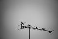 Abstract doves perching on tv antenna. black and white tone. Royalty Free Stock Photo