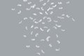 Abstract Down Feathers. Group of White Bird Feathers Falling in The Air. Swan Feather on Gray Background Royalty Free Stock Photo