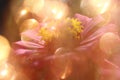 Abstract dreamlike pink flower and yellow light spheres