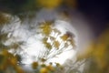 Abstract dreamlike shadows of yellow daisy and bee