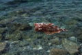 Abstract dreamlike unreal image of red dead fish floating on the surface of clean sea