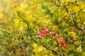 Abstract dreamy beautiful sunny meadow with flowers background Royalty Free Stock Photo