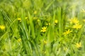 Abstract dreamy beautiful sunny meadow with flowers background Royalty Free Stock Photo