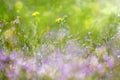 Abstract dreamy beautiful sunny meadow with flowers background Royalty Free Stock Photo