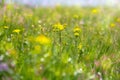 Abstract dreamy beautiful sunny meadow with flowers background Royalty Free Stock Photo