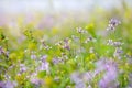 Abstract dreamy beautiful sunny meadow with flowers background Royalty Free Stock Photo