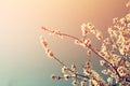 Abstract dreamy and blurred image of spring white cherry blossoms tree. selective focus. vintage filtered