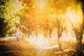 Abstract and dreamy image of a little kid traveling in the vine yard landscape at sunset light. Textured and filtered photo.