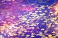 Abstract and dreamy image of water lilies on the pond