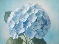 abstract Dreamy pastel Blue hydrangea flowers floral still life fine art photo