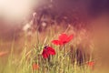 Abstract and dreamy photo with low angle of red poppies against sky with light burst. vintage filtered and toned Royalty Free Stock Photo